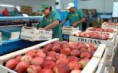 /album/fotogaleria/img-fruta-jpg/